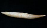 Rare Rooted Fossil Plesiosaur Tooth - Long #8671-1